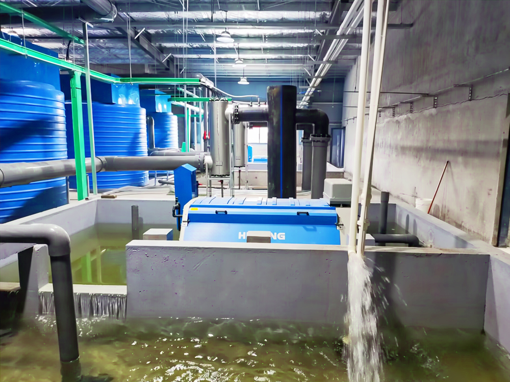 浙江南潯- 加州鱸魚(yú) - 淡水